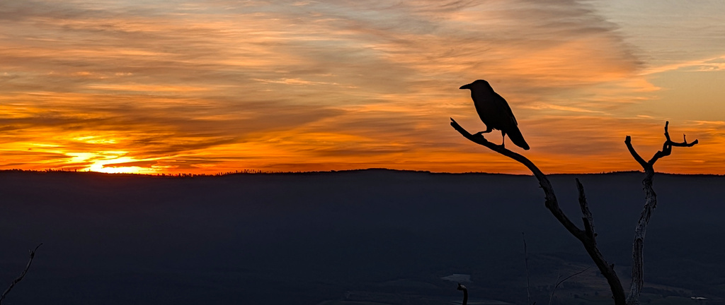 Raven silhouetted against the sunset