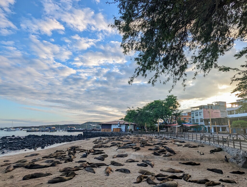 Sea lions on the beach