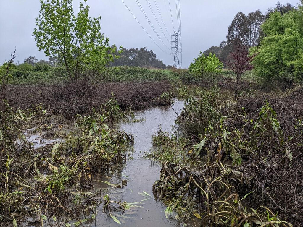 Yarra Swamp