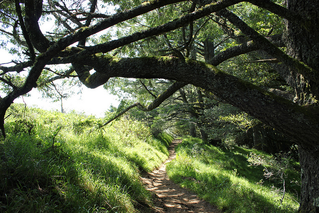 Dipsea Trail