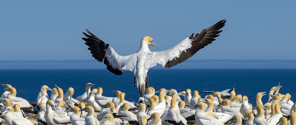 Australasian Gannets